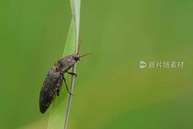一只灰色的咔哒甲虫特写，绿背景下的草叶上的Agrypnus murina